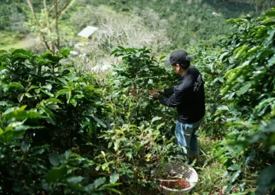 Campesino recolectando granos de café en finca cafetera cerca de Medellín