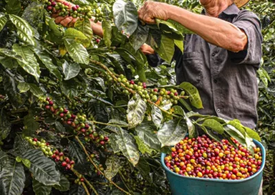 Campesino recolectando café maduro en finca tradicional durante tour cerca de Medellín