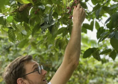 Turista recolectando granos de café en una finca cafetera de Medellín